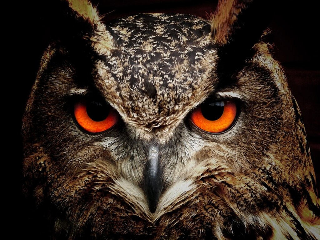 owl-bird-animal-stockpack-pixabay.jpg owl, bird, animal