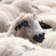 sheep-flock-of-sheep-animals-stockpack-pixabay.jpg sheep, flock of sheep, animals
