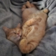 cat-sleep cat-sleep