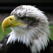 bald-eagle-eagle-raptor-stockpack-pixabay.jpg bald eagle, eagle, raptor