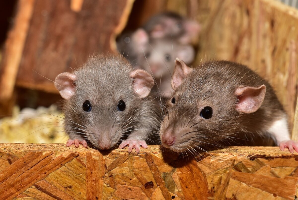 cute-rodent-mouse-stockpack-pixabay.jpg cute, rodent, mouse