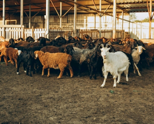 goat-in-flock-of-sheep-at-farm-stockpack-pexels.jpg Goat in flock of sheep at farm