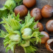 hazelnut-board-seed-stockpack-pixabay.jpg hazelnut, board, seed