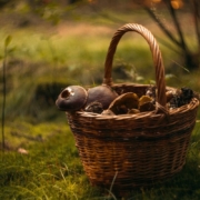 mushroom-basket-mushrooms-stockpack-pixabay.jpg mushroom, basket, mushrooms