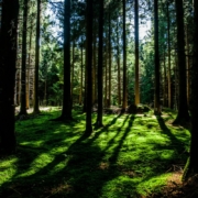 tree-shadows-on-moss-stockpack-unsplash.jpg Tree shadows on moss