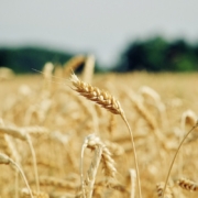 wheat, cereal grains, field