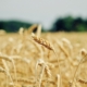 wheat-cereal-grains-field-stockpack-pixabay.jpg wheat, cereal grains, field