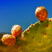 cactus-fig-prickly-pear-stockpack-pixabay.jpg cactus, fig, prickly pear