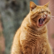 cat-pet-yawn-stockpack-pixabay.jpg cat, nature, pet