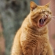 cat-pet-yawn-stockpack-pixabay.jpg cat, nature, pet