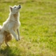 dog-trick-bounce-stockpack-pixabay.jpg dog, trick, bounce