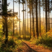 forest-trees-autumn-stockpack-pixabay.jpg forest, trees, autumn