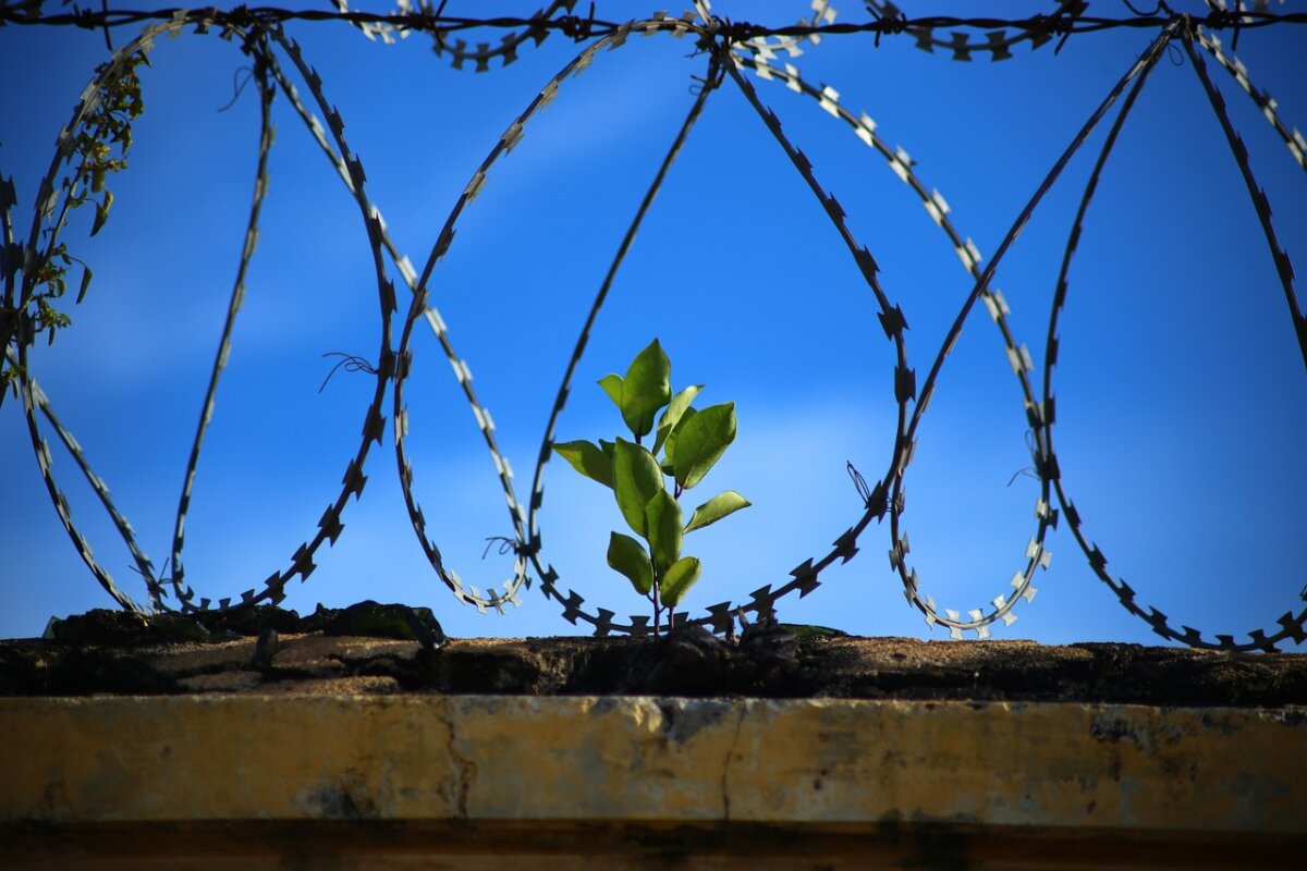 freedom, prison, jail
