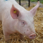 pig-cub-piglet-stockpack-pixabay.jpg pig, cub, piglet