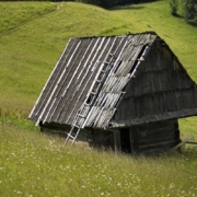 romania, meadow, flower wallpaper