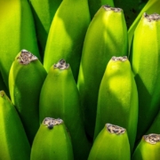 banana-tree-fruit-nourishment-green-yellow-group-shrub-canary-islands-export-health-details-close-up-stockpack-pixabay.jpg banana tree, fruit, nourishment, green, yellow, group, shrub, canary islands, export, health, details, close up, fruit, fruit, green, group, health, health, health, health, health