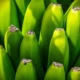 banana tree, fruit, nourishment, green, yellow, group, shrub, canary islands, export, health, details, close up, fruit, fruit, green, group, health, health, health, health, health