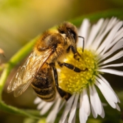 bee-nature-flower-stockpack-pixabay.jpg bee, nature, flower