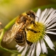 bee-nature-flower-stockpack-pixabay.jpg bee, nature, flower