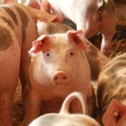 pig, sitting, farm yard, farm, agriculture, livestock, pig, pig, pig, pig, pig