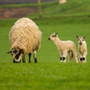 beautiful-markings-in-the-lambs-dirty-knees-stockpack-unsplash.jpg Beautiful markings in the lambs #dirty knees