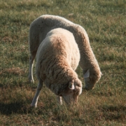 brown-sheep-on-green-grass-field-during-daytime-stockpack-unsplash.jpg brown sheep on green grass field during daytime