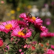 insects-bees-blossoms-asters-pink-honey-bees-stockpack-pixabay.jpg insects, bees, blossoms, asters, pink, honey bees, bees, bees, bees, bees, bees