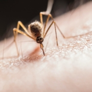 Mosquito biting on skin