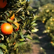 orange-fruits-tree-citrus-food-spain-andalucia-stockpack-pixabay.jpg orange, nature, fruits, tree, citrus, food, spain, andalucia, andalucia, andalucia, andalucia, andalucia, andalucia