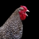 rooster-chicken-bird-male-chicken-animal-portrait-red-stockpack-pixabay.jpg rooster, chicken, bird, male chicken, animal portrait, nature, red, chicken, chicken, chicken, chicken, chicken