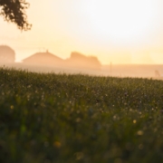 rural-morning-field-grass-tree-dew-drops-farmer-pole-stockpack-pixabay.jpg rural, morning, field, nature, grass, tree, dew, drops, farmer, pole, farmer, farmer, farmer, farmer, farmer, pole