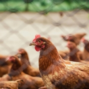 Brood of hen