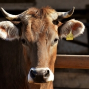 cow-cattle-horns-animal-beef-livestock-mammal-farm-rural-agriculture-countryside-farm-animal-pasture-stockpack-pixabay.jpg cow, cattle, horns, animal, beef, livestock, mammal, farm, rural, agriculture, countryside, farm animal, pasture, cow, cow, cow, cow, nature, cow