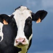 cow-holstein-cow-beef-breed-international-cow-color-black-and-white-herbivorous-ruminant-dairy-cow-cattle-nature-portrait-cow-animal-stockpack-pixabay.jpg cow, holstein cow, beef breed international, cow color black and white, herbivorous, ruminant, dairy cow, cattle, nature, portrait cow, animal, cow, cow, cow, cow, cow, holstein cow, dairy cow, dairy cow, dairy cow, dairy cow