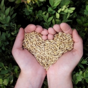 heart, hands, food, grains, grain, nature, meal, plant, nourishment, agriculture, heart, grains, grains, grains, grains, grains, grain, grain, grain, grain, agriculture, agriculture