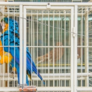 macaw-parrot-cage-bird-animal-pet-plumage-birdcage-ukraine-war-ukraine-flag-ukraine-blue-yellow-stockpack-pixabay.jpg macaw, parrot, cage, bird, animal, pet, plumage, birdcage, ukraine war, ukraine flag, ukraine, blue yellow, cage, cage, cage, birdcage, birdcage, birdcage, birdcage, birdcage, ukraine war, ukraine war, ukraine war, nature, ukraine flag, ukraine flag