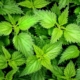 nettle-green-weed-burn-burning-greens-close-up-scratchy-stockpack-pixabay.jpg nettle, green, weed, burn, burning, greens, close-up, scratchy, nettle, nettle, nettle, nettle, nettle, weed