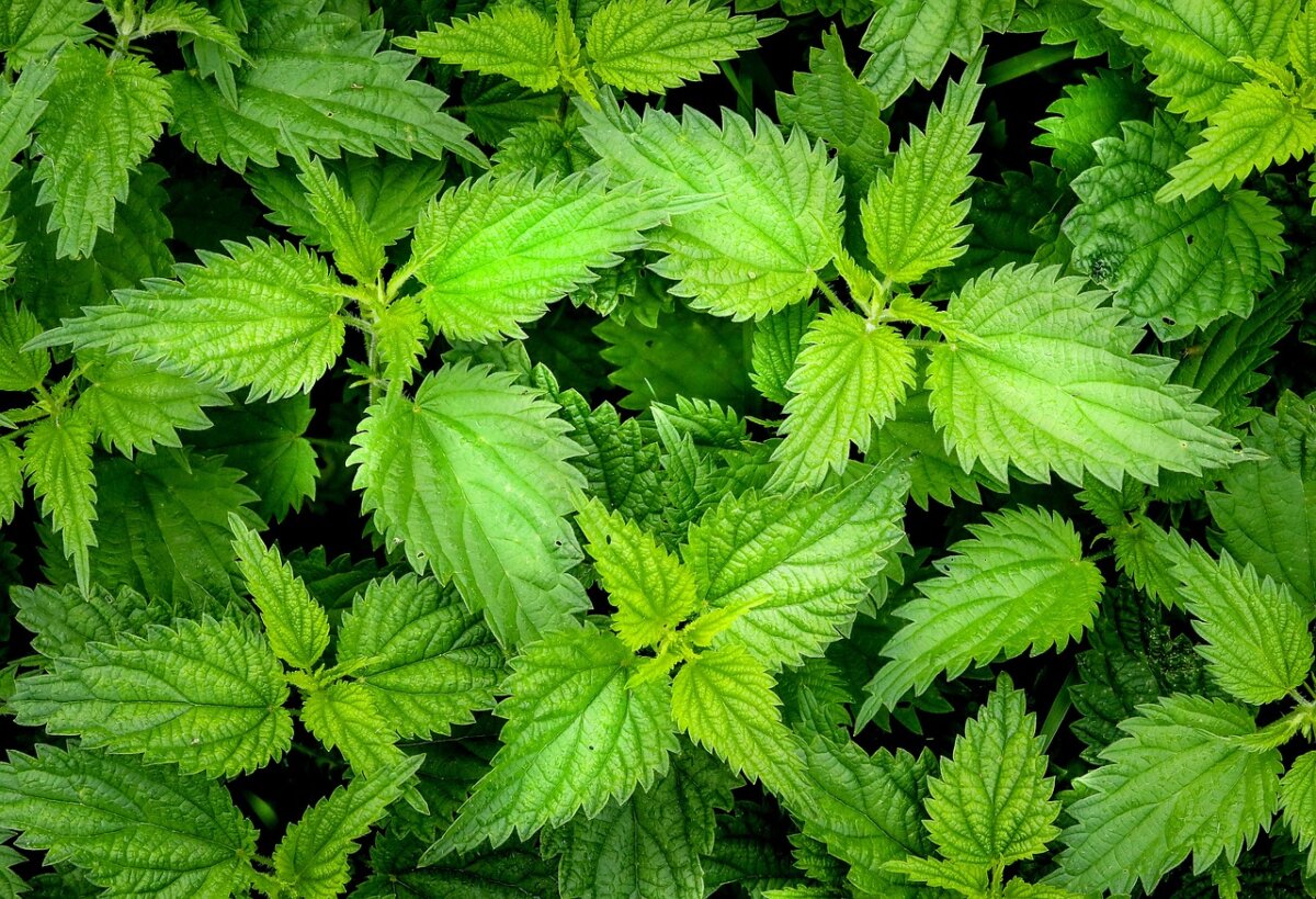 nettle, green, weed, burn, burning, greens, close-up, scratchy, nettle, nettle, nettle, nettle, nettle, weed