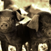 pig-animals-pays-basque-stockpack-pixabay.jpg pig, animals, pays basque, pig, pig, pig, nature, pig, pig