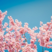 sakura-flowers-cherry-blossoms-pink-petals-petals-blossom-nature-bloom-flora-close-up-flower-wallpaper-stockpack-pixabay.jpg sakura, flowers, beautiful flowers, cherry blossoms, pink petals, petals, blossom, nature, bloom, flora, close up, hd wallpaper, flower wallpaper, sakura, sakura, flower background, sakura, sakura, sakura, cherry blossoms, cherry blossoms