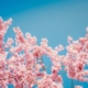sakura, flowers, beautiful flowers, cherry blossoms, pink petals, petals, blossom, nature, bloom, flora, close up, hd wallpaper, flower wallpaper, sakura, sakura, flower background, sakura, sakura, sakura, cherry blossoms, cherry blossoms