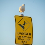 seagull-bird-gull-shore-bird-perched-perching-white-aves-avian-fauna-avifauna-danger-sign-sign-post-warning-australia-blue-email-stockpack-pixabay.jpg seagull, bird, gull, nature, shore bird, perched, perching, white, aves, avian, fauna, avifauna, danger sign, sign post, warning, australia, blue email, danger sign, danger sign, danger sign, danger sign, danger sign, warning