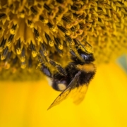 shallow-focus-photography-of-honeybee-stockpack-pexels.jpg Shallow focus photography of honeybee