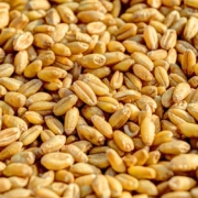 wheat-grain-agriculture-seed-crop-food-golden-harvest-nature-farm-grow-healthy-close-up-organic-gold-farming-harvesting-plant-rural-orange-nature-orange-food-orange-plant-orange-healthy-orange-farm-or-stockpack-pixabay.jpg wheat, grain, agriculture, seed, crop, food, golden, harvest, nature, farm, grow, healthy, close-up, organic, gold, farming, harvesting, plant, rural, orange nature, orange food, orange plant, orange healthy, orange farm, orange plants, orange natural, orange wheat, orange closed, wheat, wheat, wheat, wheat, wheat