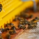 bees, beehive, honey bees, insects, swarm of bees, apiary, bees, bees, bees, beehive, beehive, beehive, beehive, beehive, honey bees, apiary