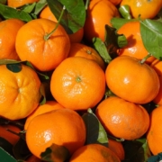 clementines-fruit-vitamins-clementine-citrus-aurantium-hybrid-citrus-plant-citrus-citrus-fruit-tangerine-citrus-reticulata-orange-citrus-sinensis-juicy-fruit-dough-rise-stockpack-pixabay.jpg clementines, fruit, vitamins, clementine, citrus × aurantium, hybrid, citrus plant, citrus, citrus fruit, tangerine, citrus reticulata, orange, citrus sinensis, juicy, fruit dough, rise, citrus, tangerine, tangerine, tangerine, tangerine, tangerine