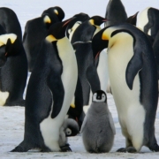 emperor-penguins-baby-penguin-birds-snow-penguins-animals-wildlife-cold-winter-fauna-wilderness-nature-antarctic-antarctica-stockpack-pixabay.jpg emperor penguins, baby penguin, birds, snow, penguins, animals, wildlife, cold, winter, fauna, wilderness, nature, antarctic, antarctica, birds, penguins, penguins, penguins, penguins, penguins, winter, winter, antarctica, antarctica
