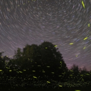 this-is-a-composite-of-several-long-exposure-photographs-of-fireflies-in-our-yard-stockpack-unsplash.jpg This is a composite of several long exposure photographs of fireflies in our yard.