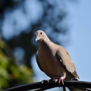 turkey-pigeon-collared-pigeon-bird-dove-animal-nature-fauna-stockpack-pixabay.jpg turkey pigeon, collared pigeon, bird, dove, animal, nature, fauna, dove, dove, dove, dove, dove