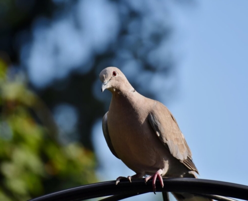 turkey pigeon, collared pigeon, bird, dove, animal, nature, fauna, dove, dove, dove, dove, dove